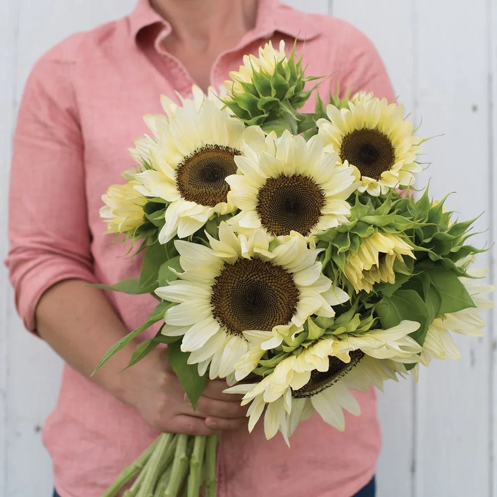 Helianthus Procut White Nite F1 Helianthus Procut White Nite F1