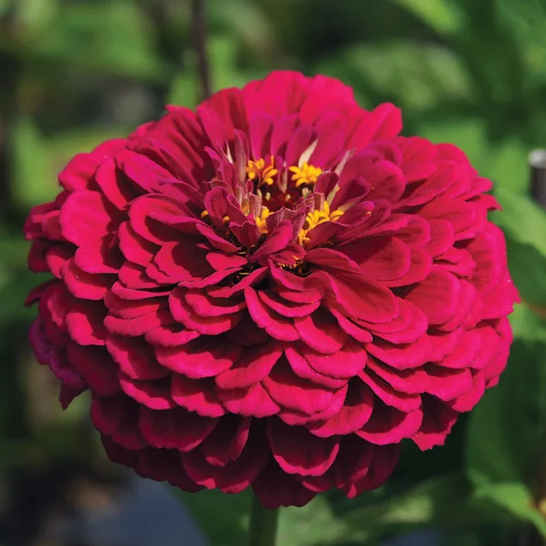 Zinnia Benary´s Giants Wine Zinnia Benary´s Giants Wine