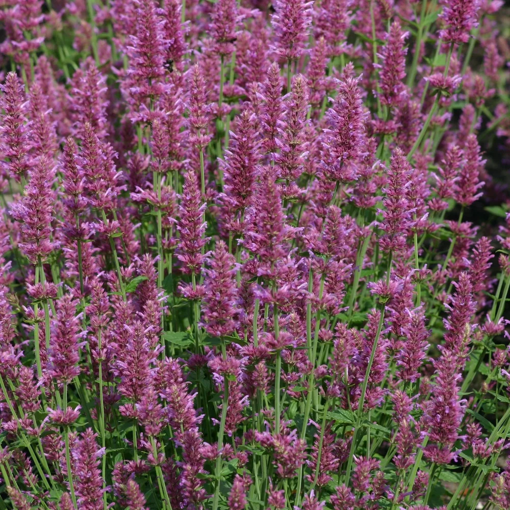 Anisisop ’Arcado Pink’ Anisisop ’Arcado Pink’