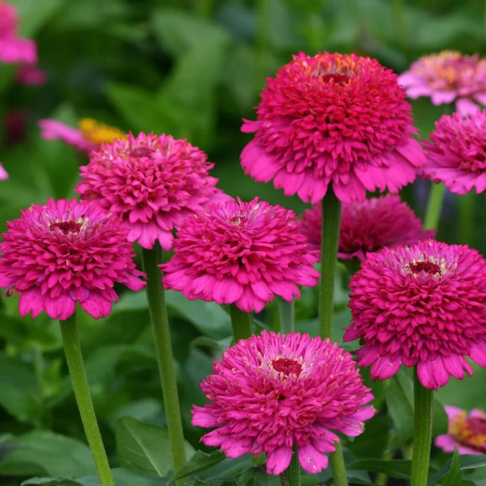 Zinnia Zinderella Purple Zinnia Zinderella Purple