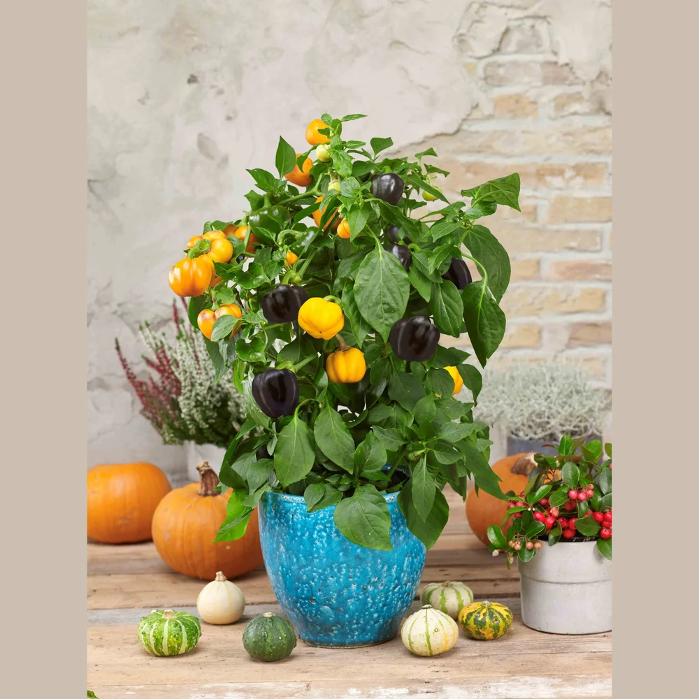 Paprika Pumpkin Pepper F1 Halloween Gold