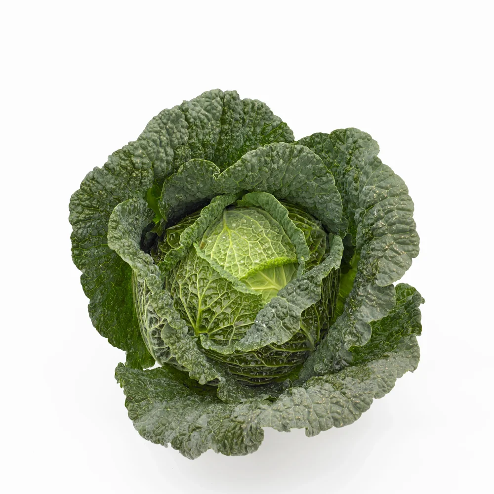 Savoykål Corippa F1 - Bild 1