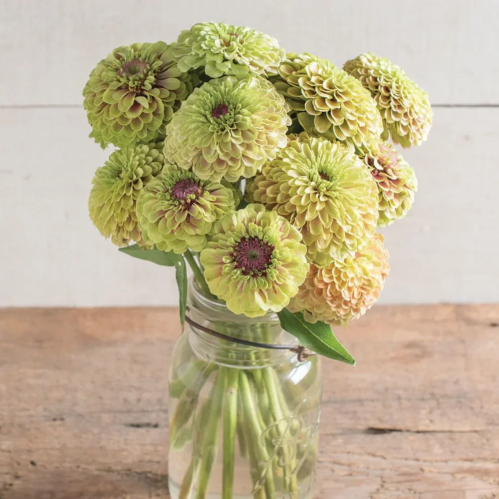 Zinnia Queen Lime with Blush Zinnia Queen Lime with Blush