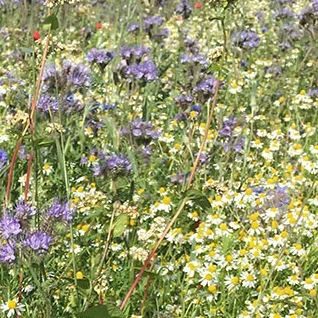 Semencos Blomsterblandning Semencos Blomsterblandning