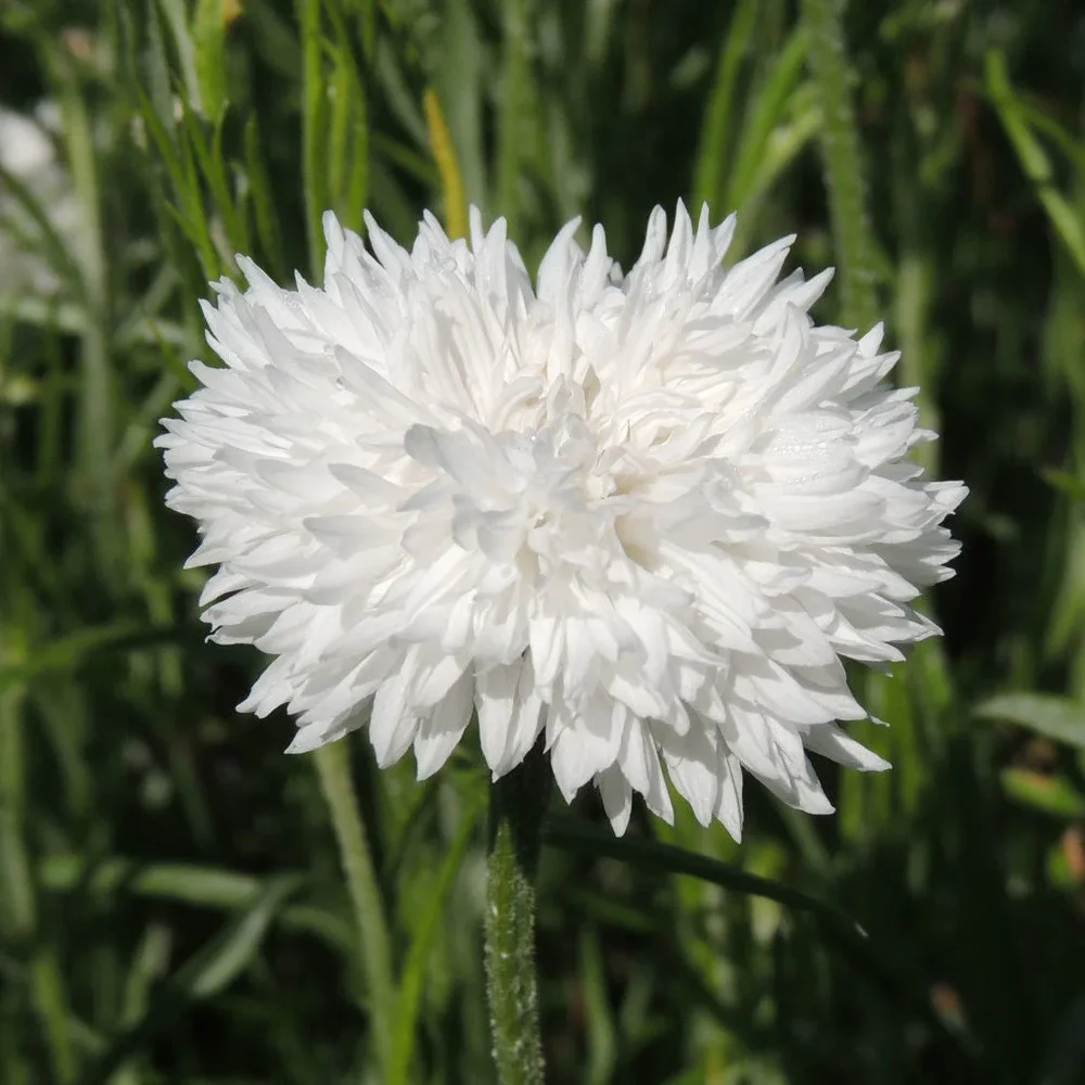 Centaurea Snowman Centaurea Snowman