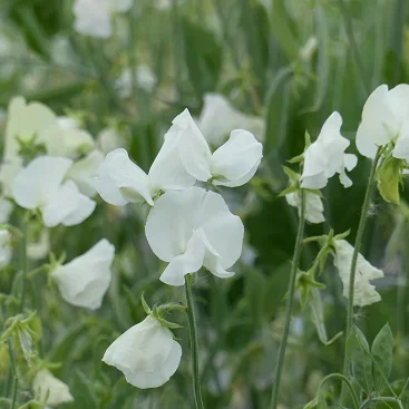Lathyrus Spring Sunshine White Lathyrus Spring Sunshine White