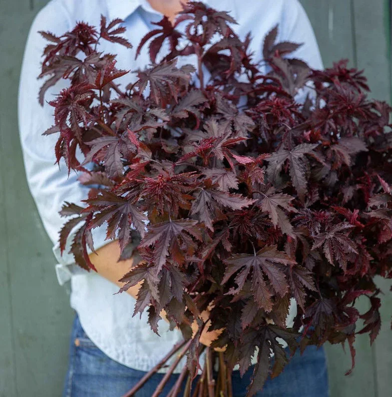 Hibiscus Mahogany Splendor Hibiscus Mahogany Splendor