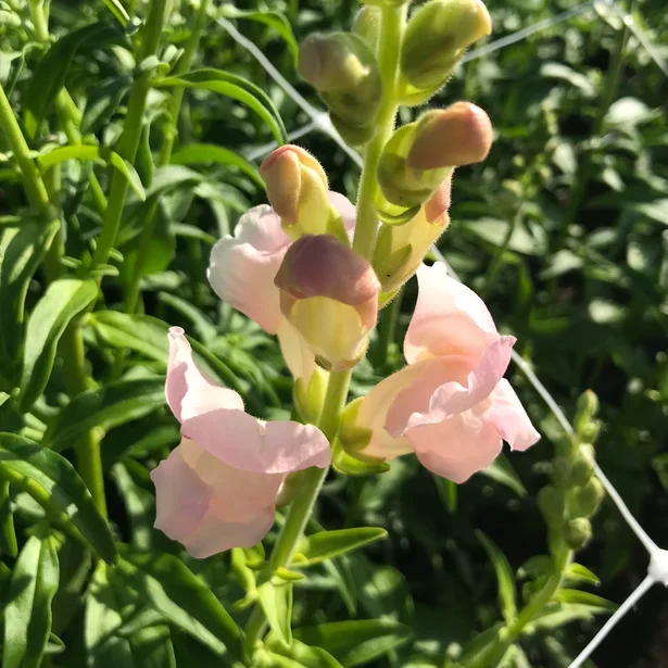 Antirrhinum Costa Silver Antirrhinum Costa Silver
