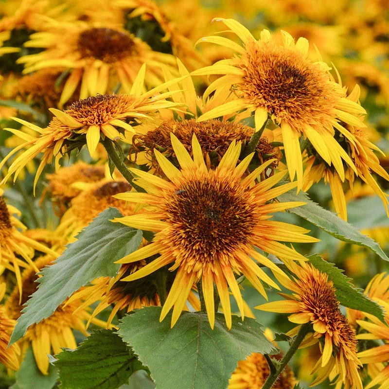 Helianthus Astra Yellow Brown Helianthus Astra Yellow Brown