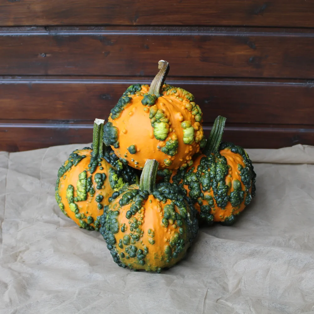 Mini Warts F1 Mini Warts F1