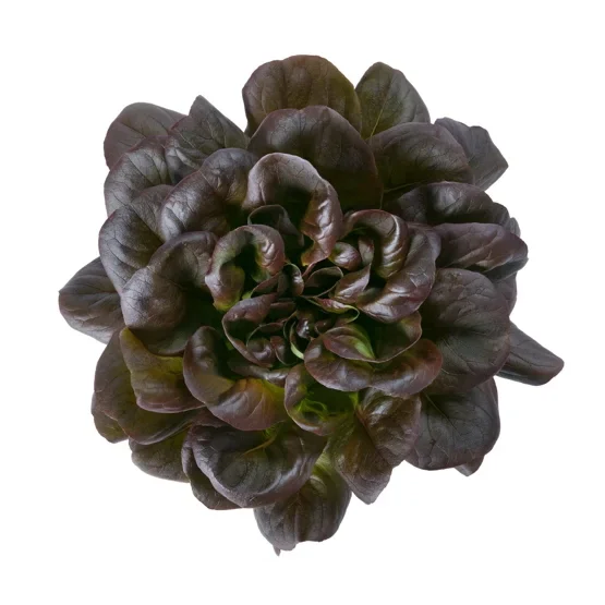 Butterheadsalanova Davinci RZ Knox ™ Butterheadsalanova Davinci RZ Knox ™