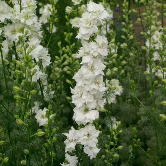 Consolida QIS White Consolida QIS White