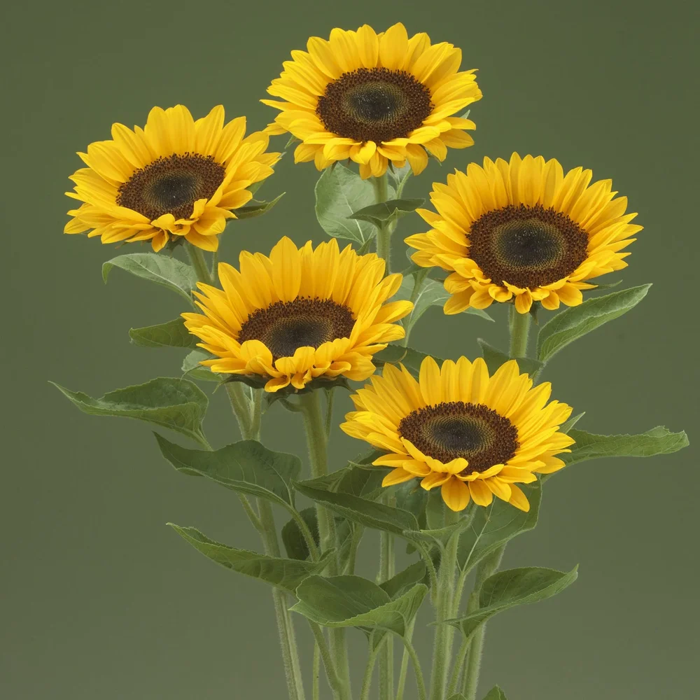 Helianthus Up Orange F1
