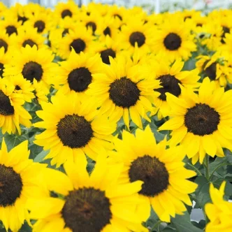 Helianthus Bert Helianthus Bert