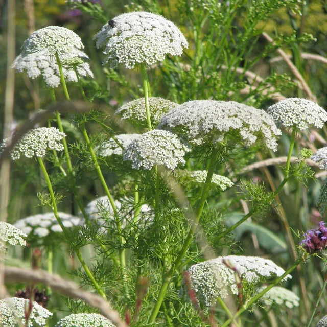 Ammi Green Mist Ammi Green Mist