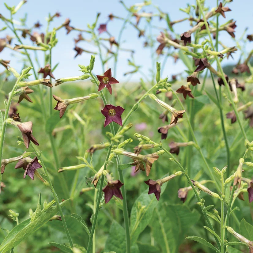 Nicotiana Bronze Queen Nicotiana Bronze Queen