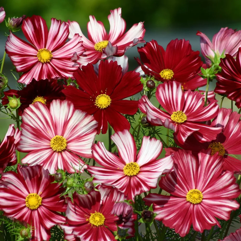 Cosmos Velouette Cosmos Velouette