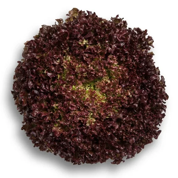 Lollo rosso Antonet RZ - Bild 1