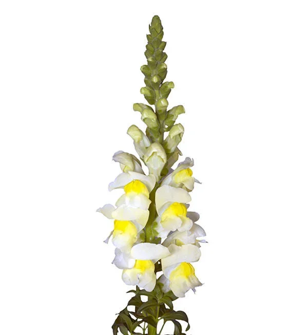 Antirrhinum Orleans Early Lemon Antirrhinum Orleans Early Lemon