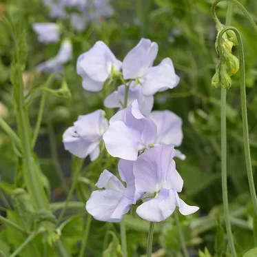 Lathyrus Spring Sunshine Light Blue Lathyrus Spring Sunshine Light Blue