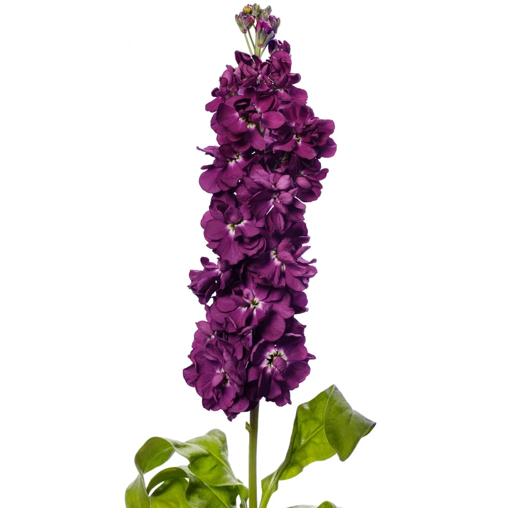 Matthiola Milla Aubergine Matthiola Milla Aubergine