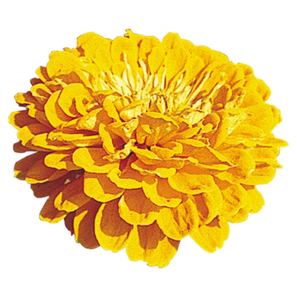 Zinnia Benary´s Giants Golden Yellow Zinnia Benary´s Giants Golden Yellow