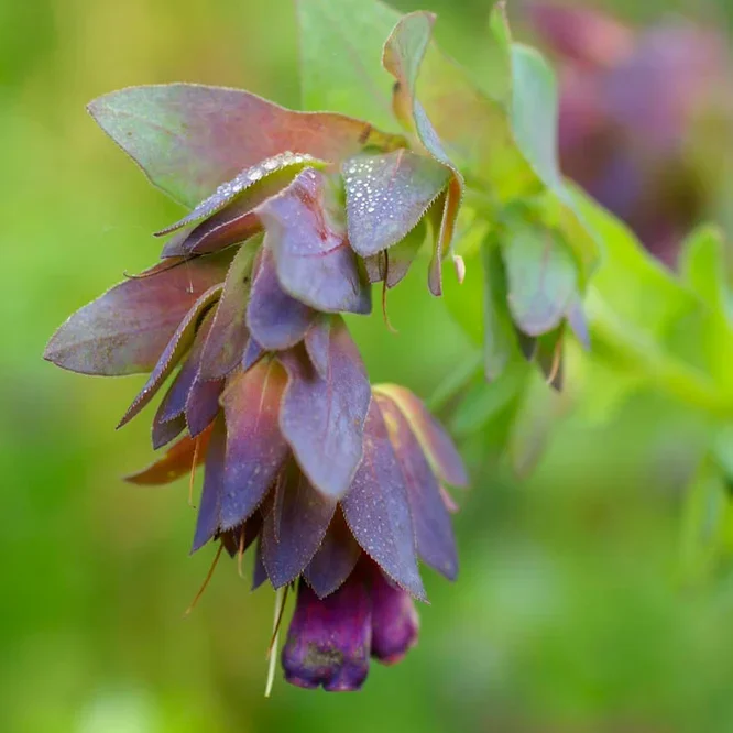 Cerinthe QIS Honey Blue Cerinthe QIS Honey Blue
