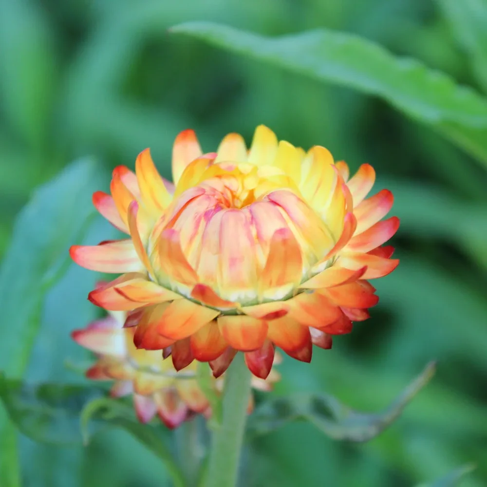 Helichrysum Orange Helichrysum Orange