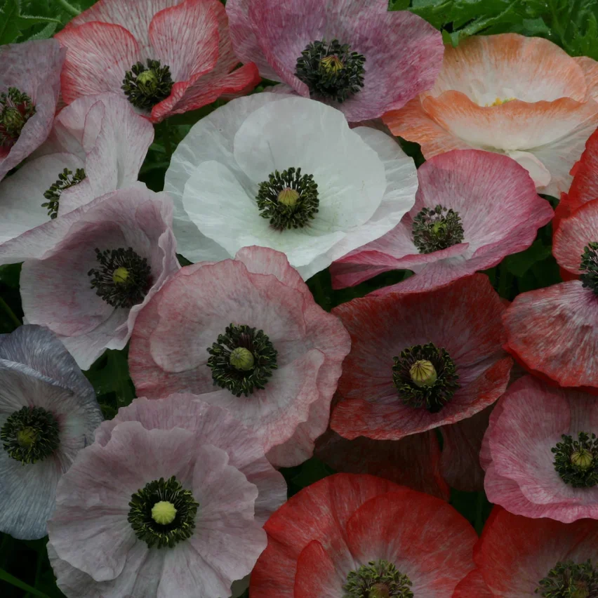 Papaver Mother of pearl Papaver Mother of pearl
