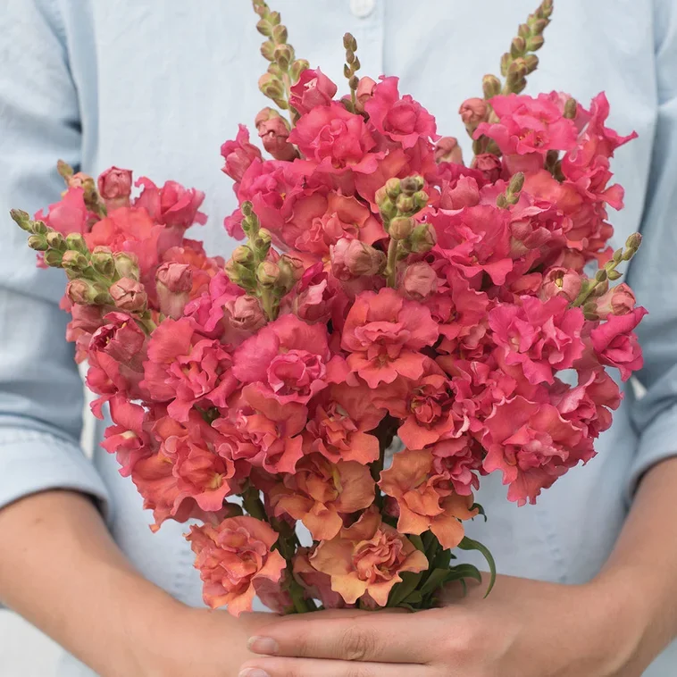 Antirrhinum Madame Butterfly Bronze Antirrhinum Madame Butterfly Bronze