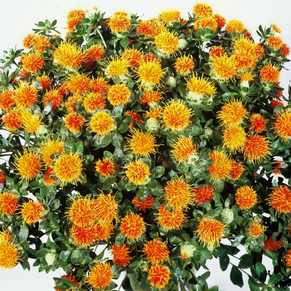 Safflor Zanzibar Safflor Zanzibar