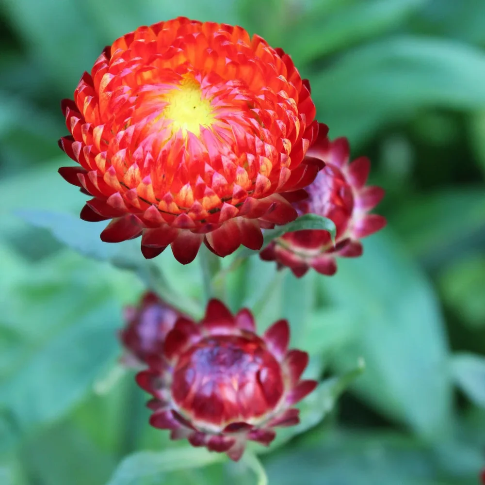Helichrysum Fireball Helichrysum Fireball