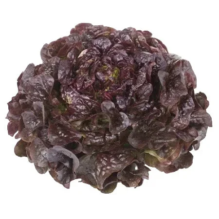 Ekbladssallat Macaï RZ - Bild 1