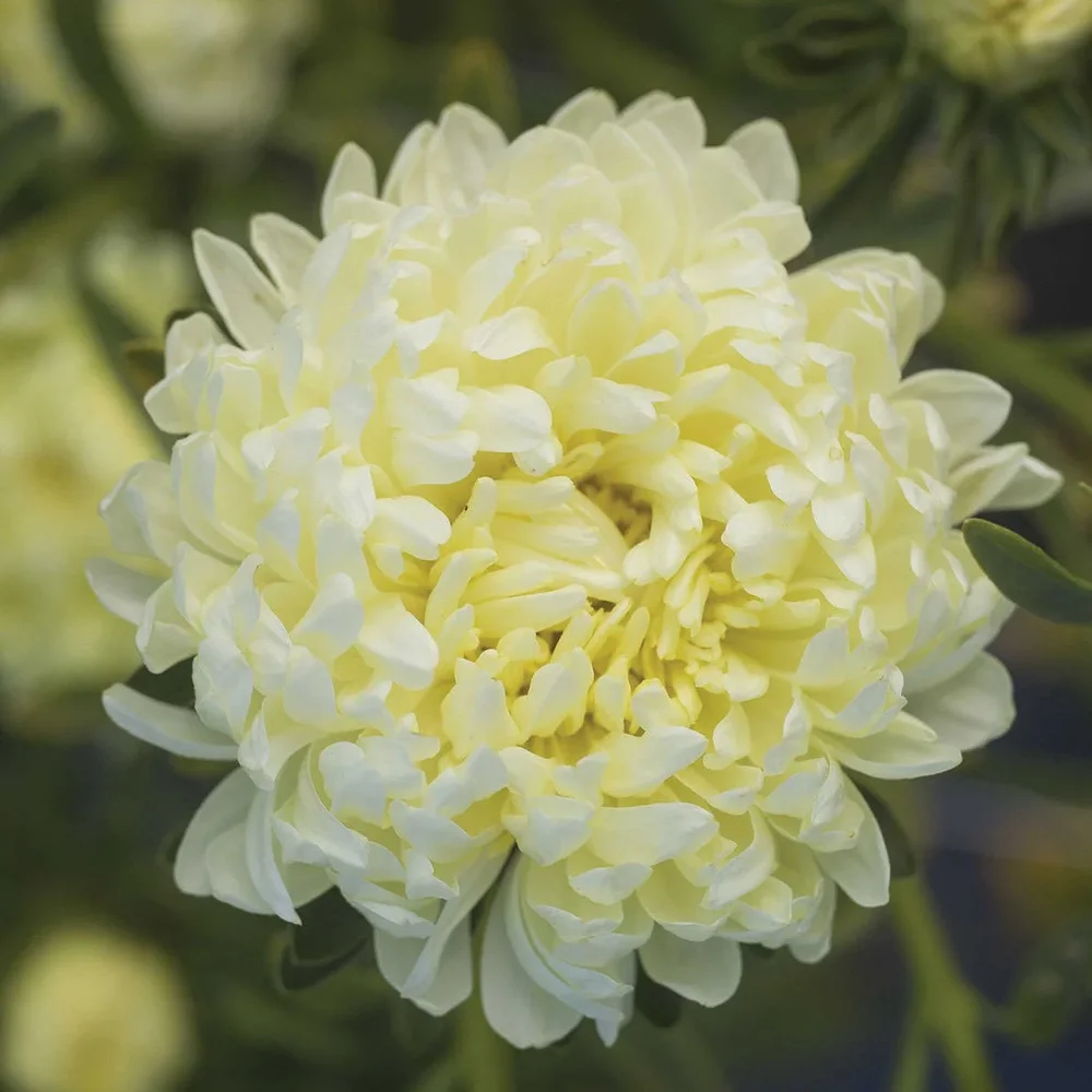 Callistephus Tower Yellow Callistephus Tower Yellow