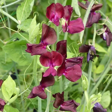 Lathyrus Spring Sunshine Burgundy Lathyrus Spring Sunshine Burgundy
