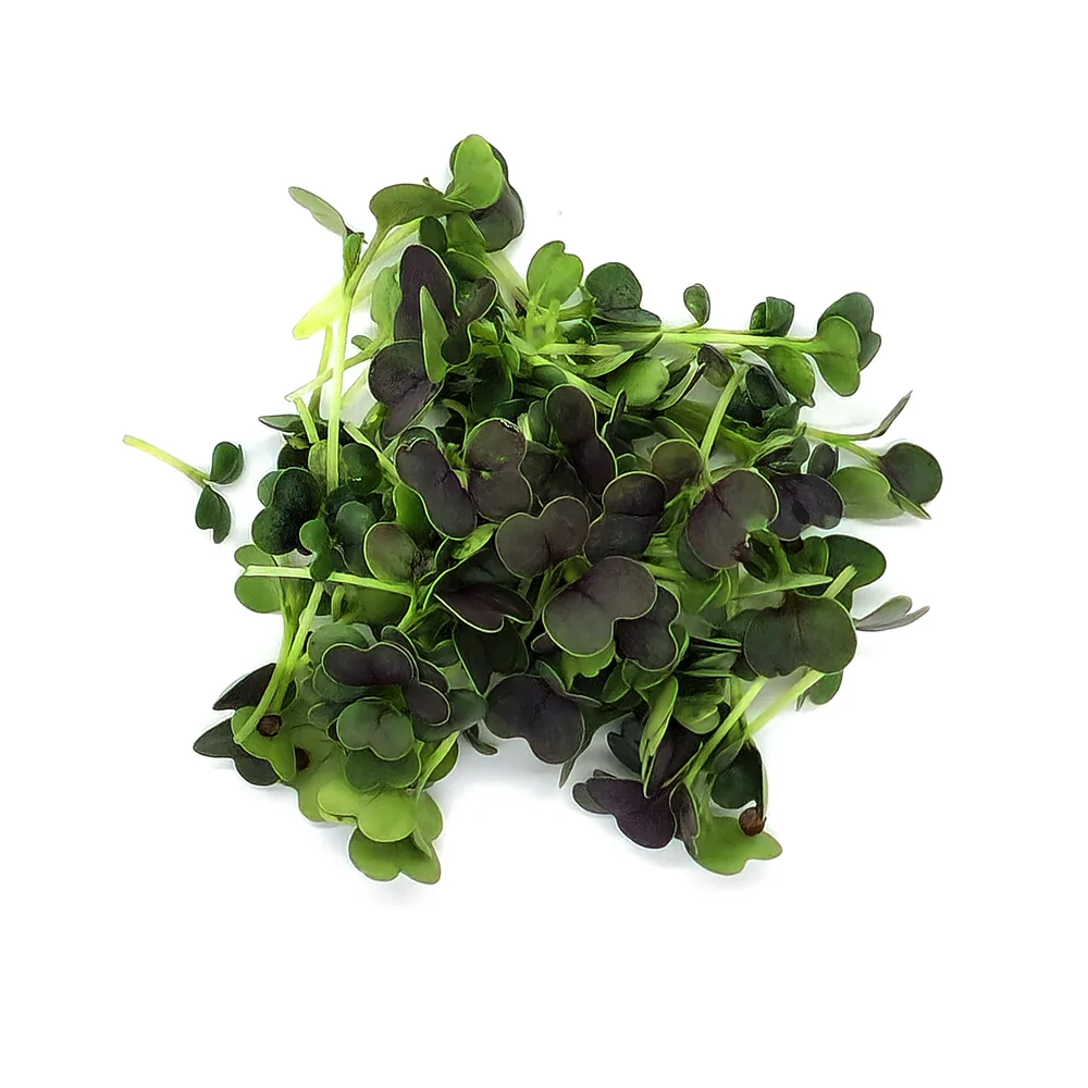 Pak choi Red Moon till skottodling
