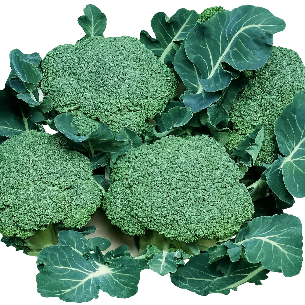 Broccoli Belstar F1, ekologiskt odlat frö