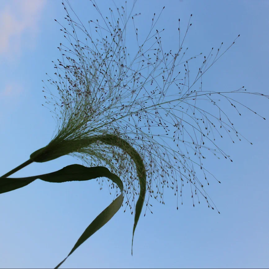 Panicum QIS Sprinkles Panicum QIS Sprinkles