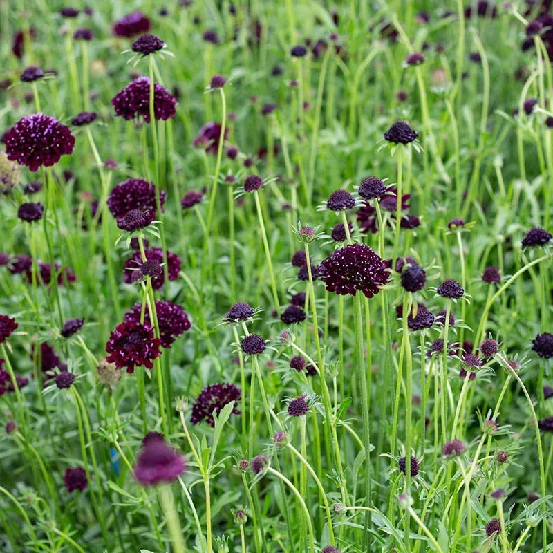 Scabiosa Deep Purple Scabiosa Deep Purple