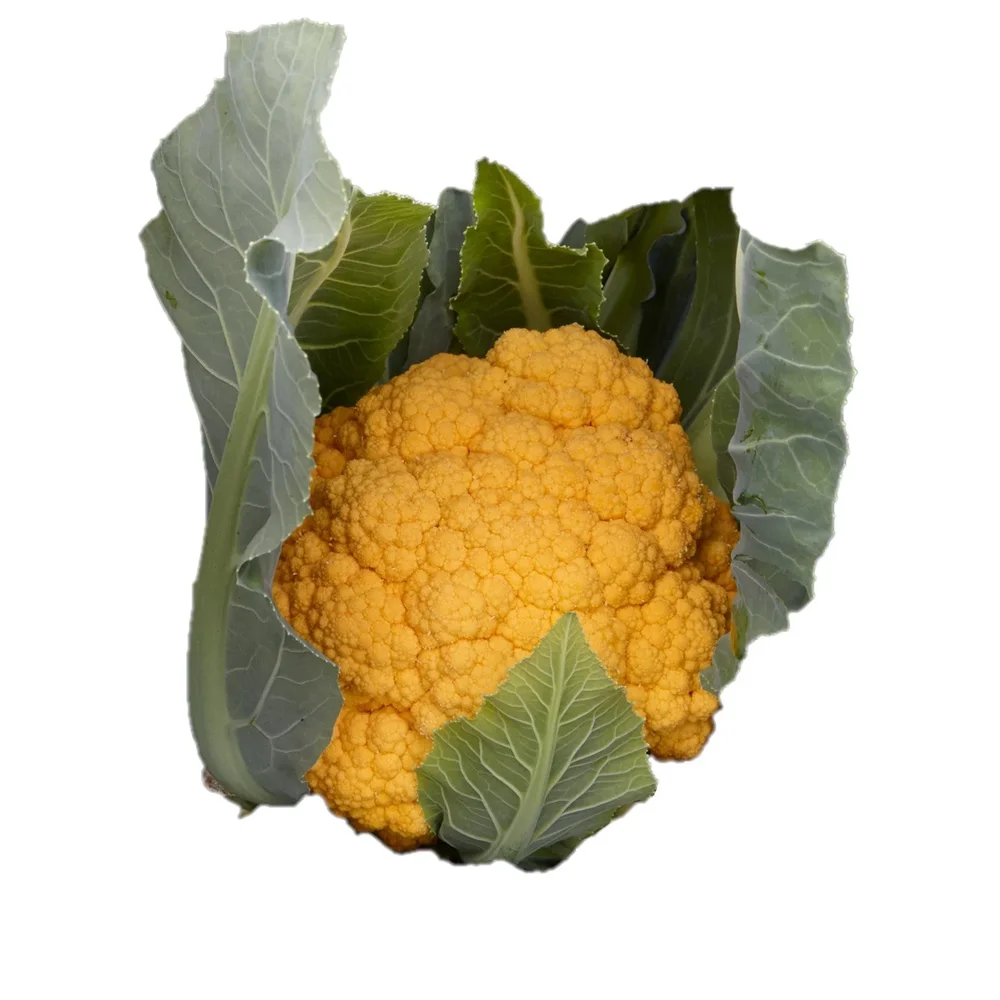 Blomkål Clementine F1