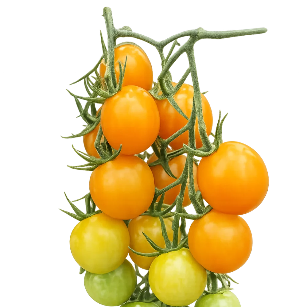 Tomat Sungold F1