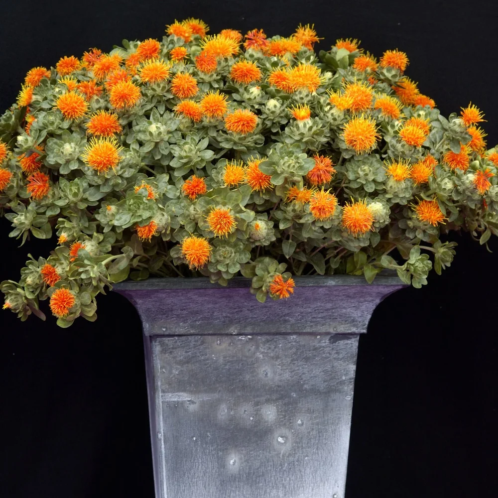 Safflor Zanzibar - Bild 2