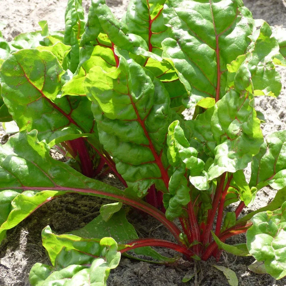 Rhubarb Chard – EKO