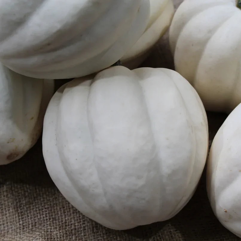 White Pearl - Bild 1
