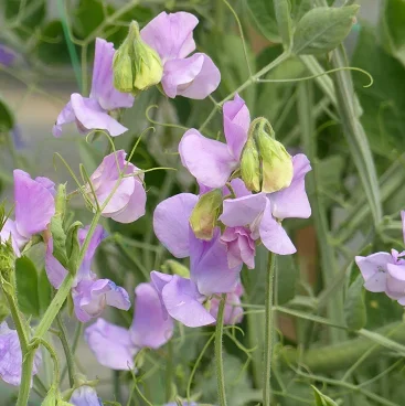 Lathyrus Spring Sunshine Lilac Lathyrus Spring Sunshine Lilac
