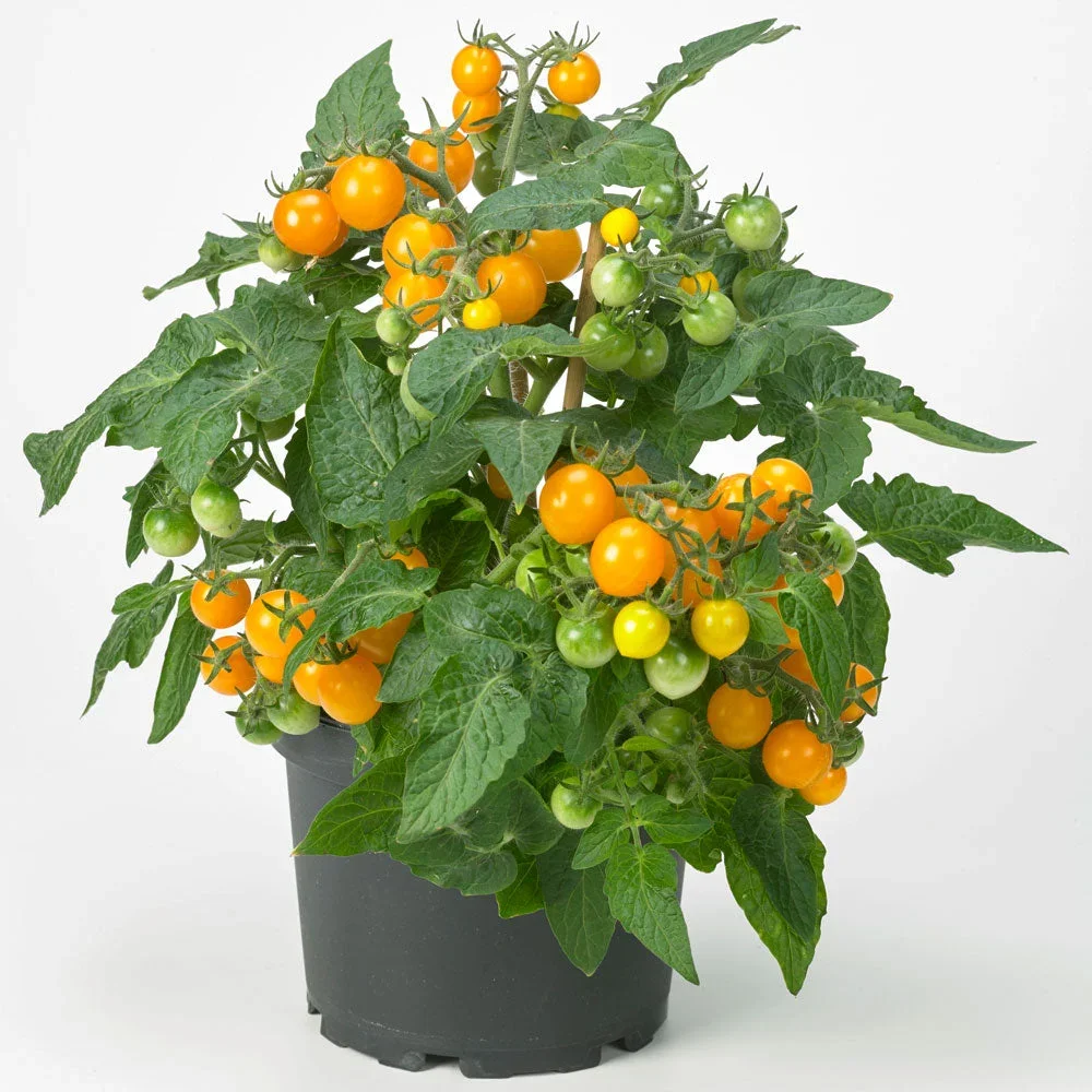 Tomat Ponchi Do F1 Orange