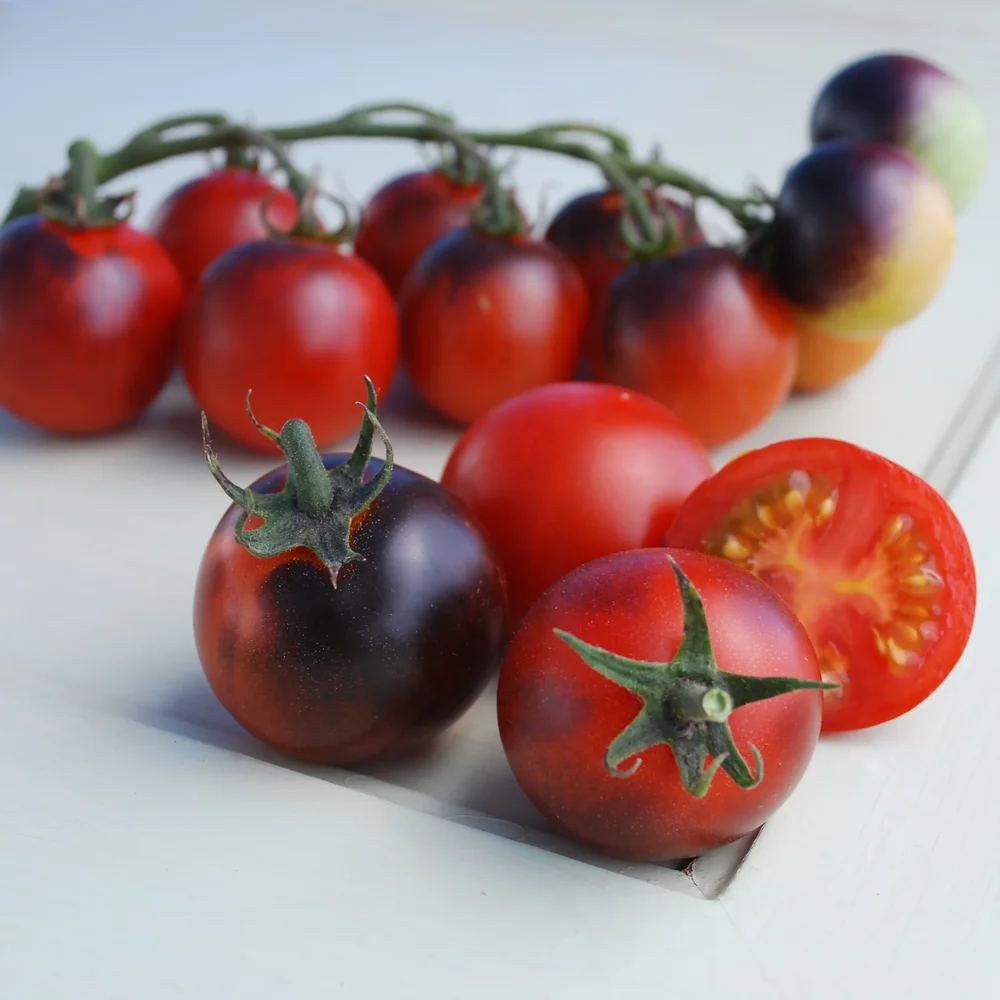 Tomat Indigo Cherry Drops