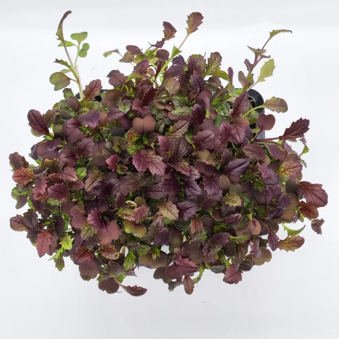 Mizuna Deep Red Mizuna Deep Red