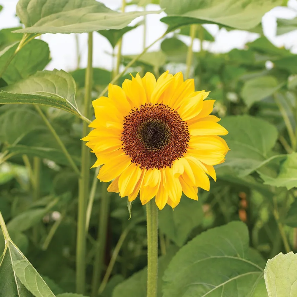 Helianthus Procut Horizon F1 Helianthus Procut Horizon F1