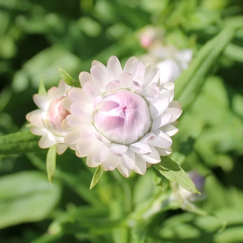 Helichrysum Silvery Rose - Bild 2